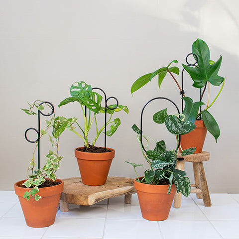 STEUN - ùmni plantensteun POMPOM - Klimplantensteun