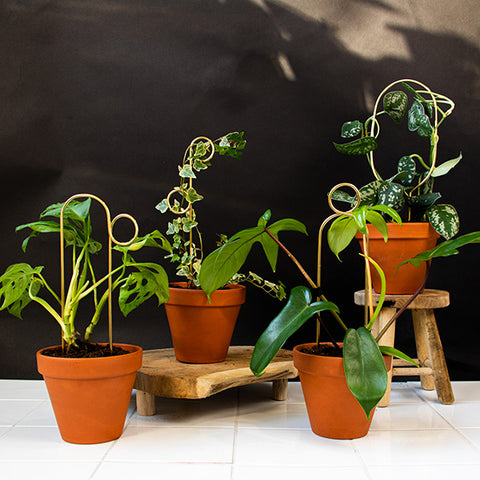 STEUN - mini plantensteunen - Klimplantensteun