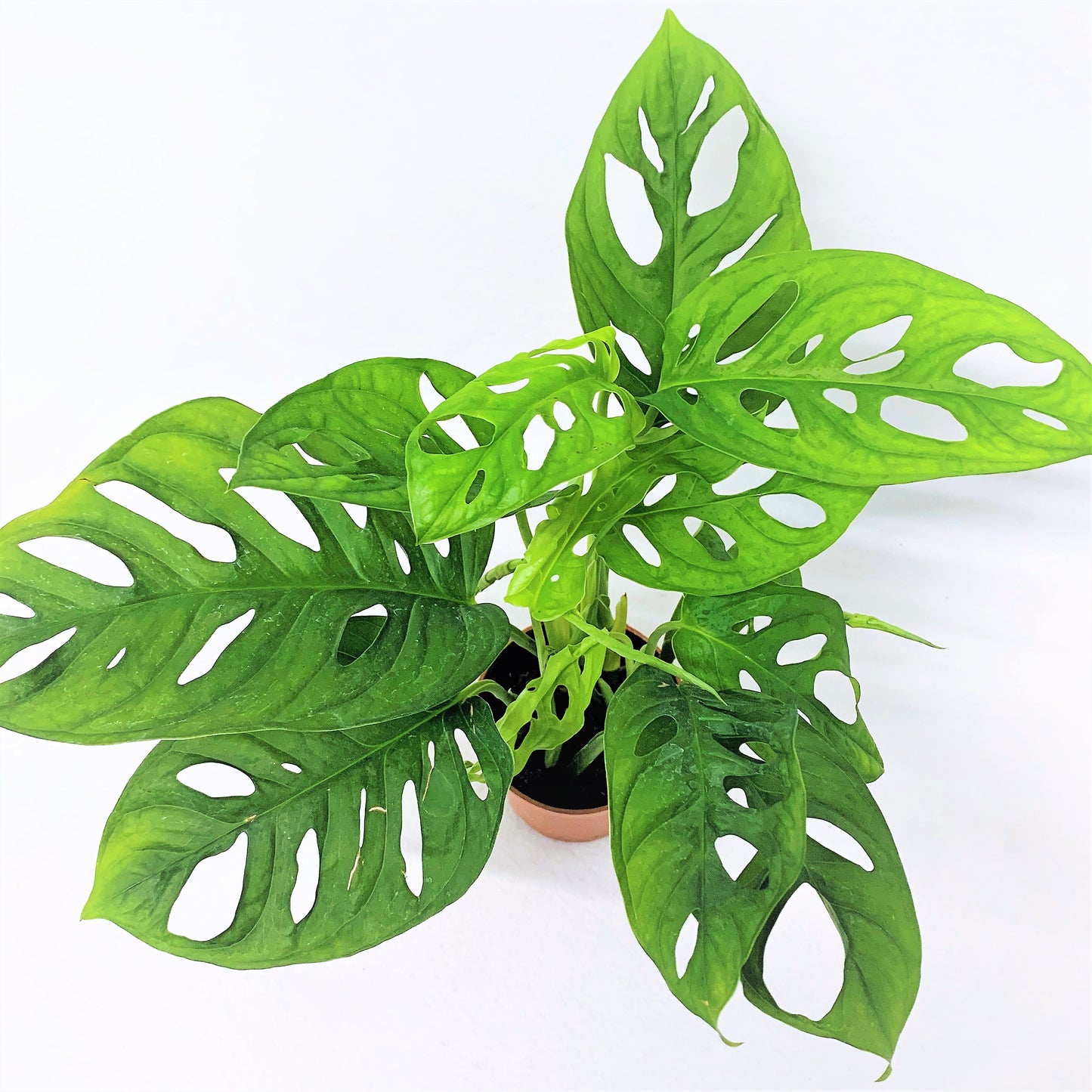 KAMERPLANT - Monstera Obliqua