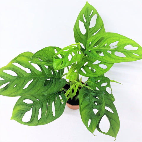KAMERPLANT - Monstera Obliqua