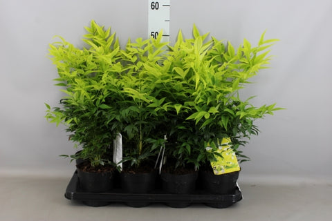 OUTDOOR - Nandina Domestica (hemelse bamboe)