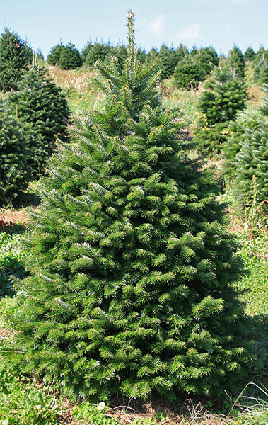 KERST - BOOM Nordmann