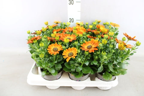 OUTDOOR - Osteospermum (Spaanse margriet / veldster)