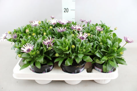 OUTDOOR - Osteospermum (Spaanse margriet / veldster)