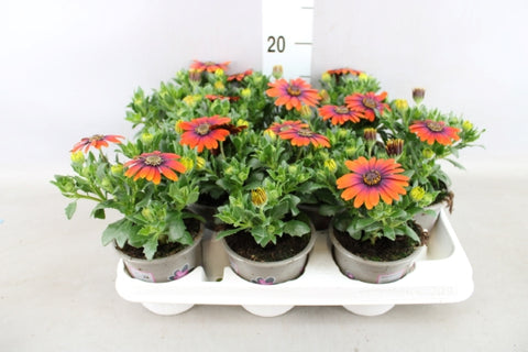 OUTDOOR - Osteospermum (Spaanse margriet / veldster)