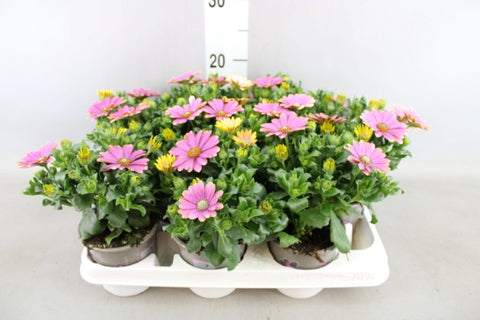 OUTDOOR - Osteospermum (Spaanse margriet / veldster)