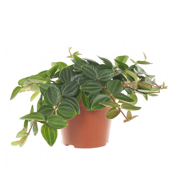 KAMERPLANT - Peperomia Angulata