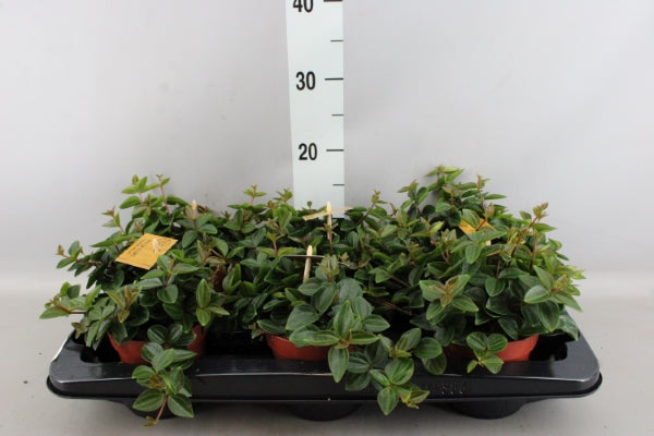 KAMERPLANT - Peperomia Angulata