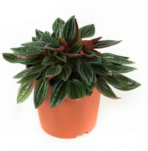 KAMERPLANT - Peperomia Rosso