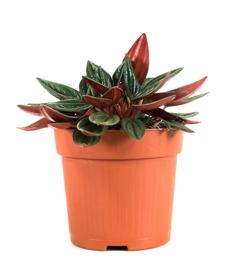 KAMERPLANT - Peperomia Rosso
