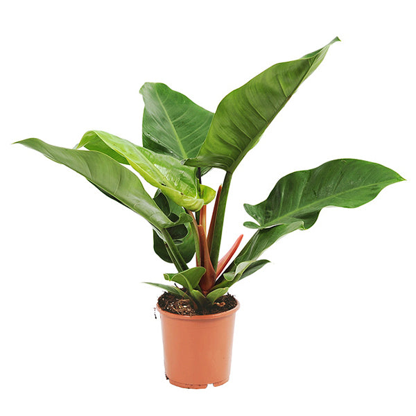 philodendron imperial green verzorging KAMERPLANT