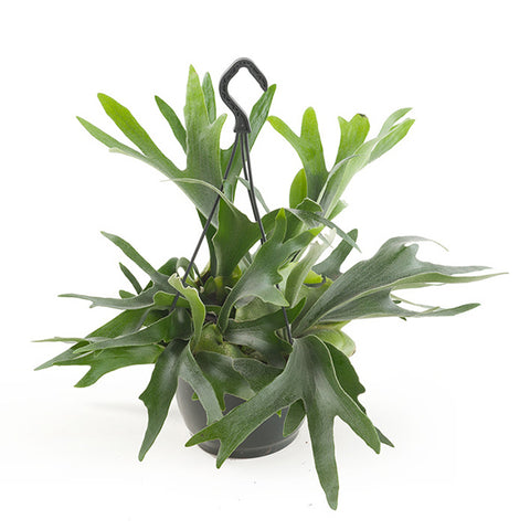 KAMERPLANT - Platycerium Bifurcatum (hertshoornvaren)