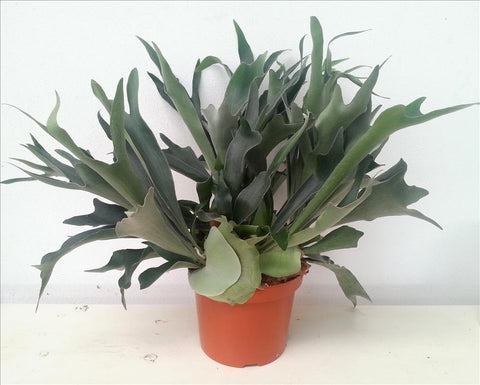 KAMERPLANT - Platycerium Bifurcatum (hertshoornvaren)