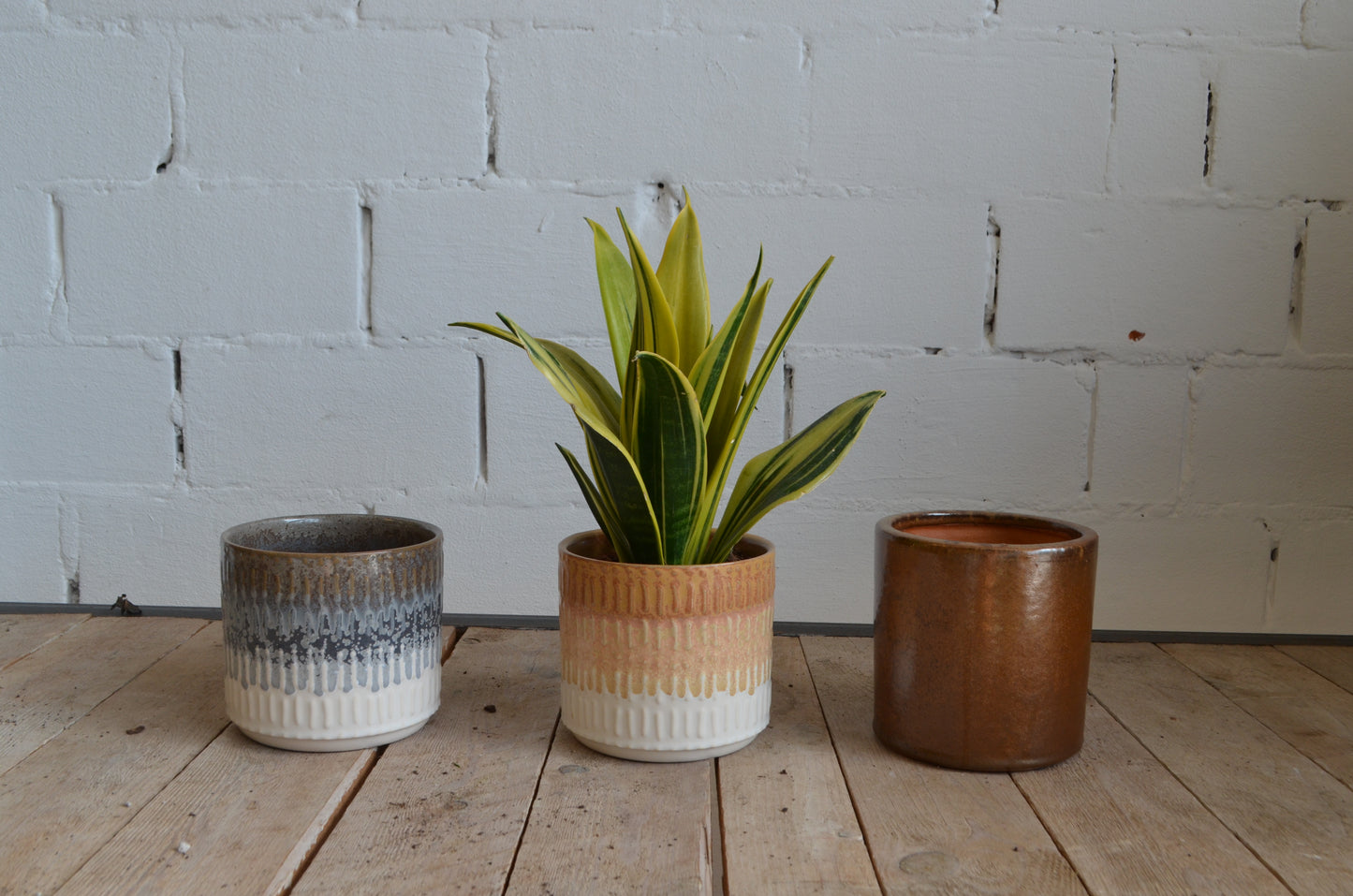 KAMERNPLANT - Sansevieria Laurentii (Vrouwetong)