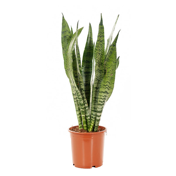 KAMERPLANT - Sansevieria Zeylanica (Vrouwetong)