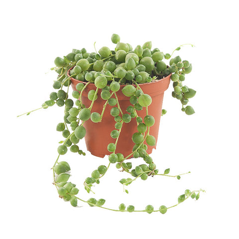 KAMERPLANT - Senecio Rowleyanus (erwtenplant)