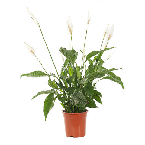 KAMERPLANT - Spathiphyllum Pakket (witte lepelplant)