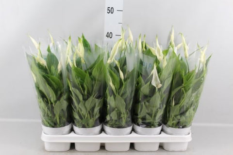 KAMERPLANT - Spathiphyllum (lepelplant)