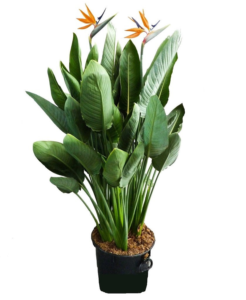 KAMERPLANT - Strelitzia Reginae (paradijsvogelbloem)