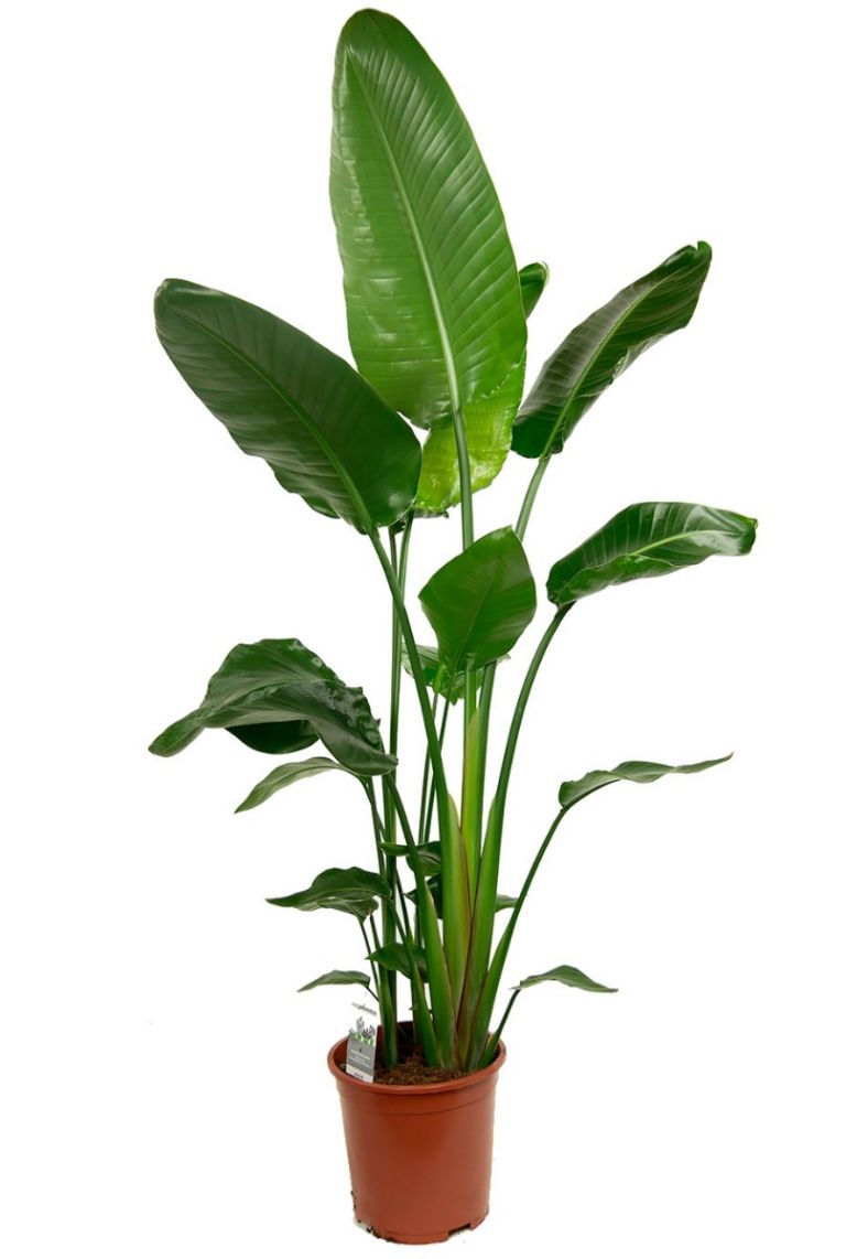 KAMERPLANT - Strelitzia Nicolai (paradijsvogel)