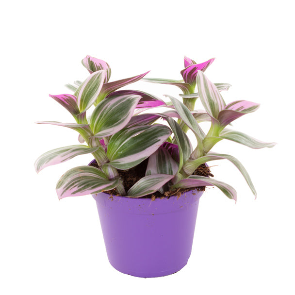 KAMERPLANT - Tradescantia Nanouk