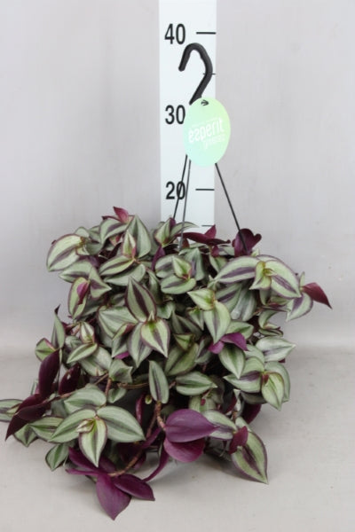 KAMERPLANT - Tradescantia Zebrina