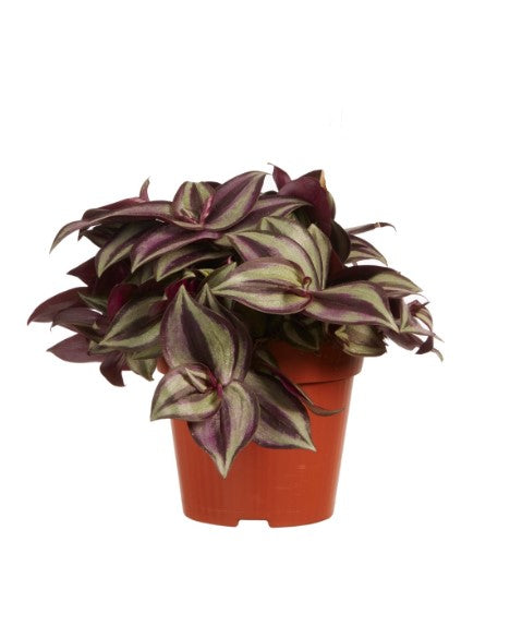 KAMERPLANT - Tradescantia Zebrina