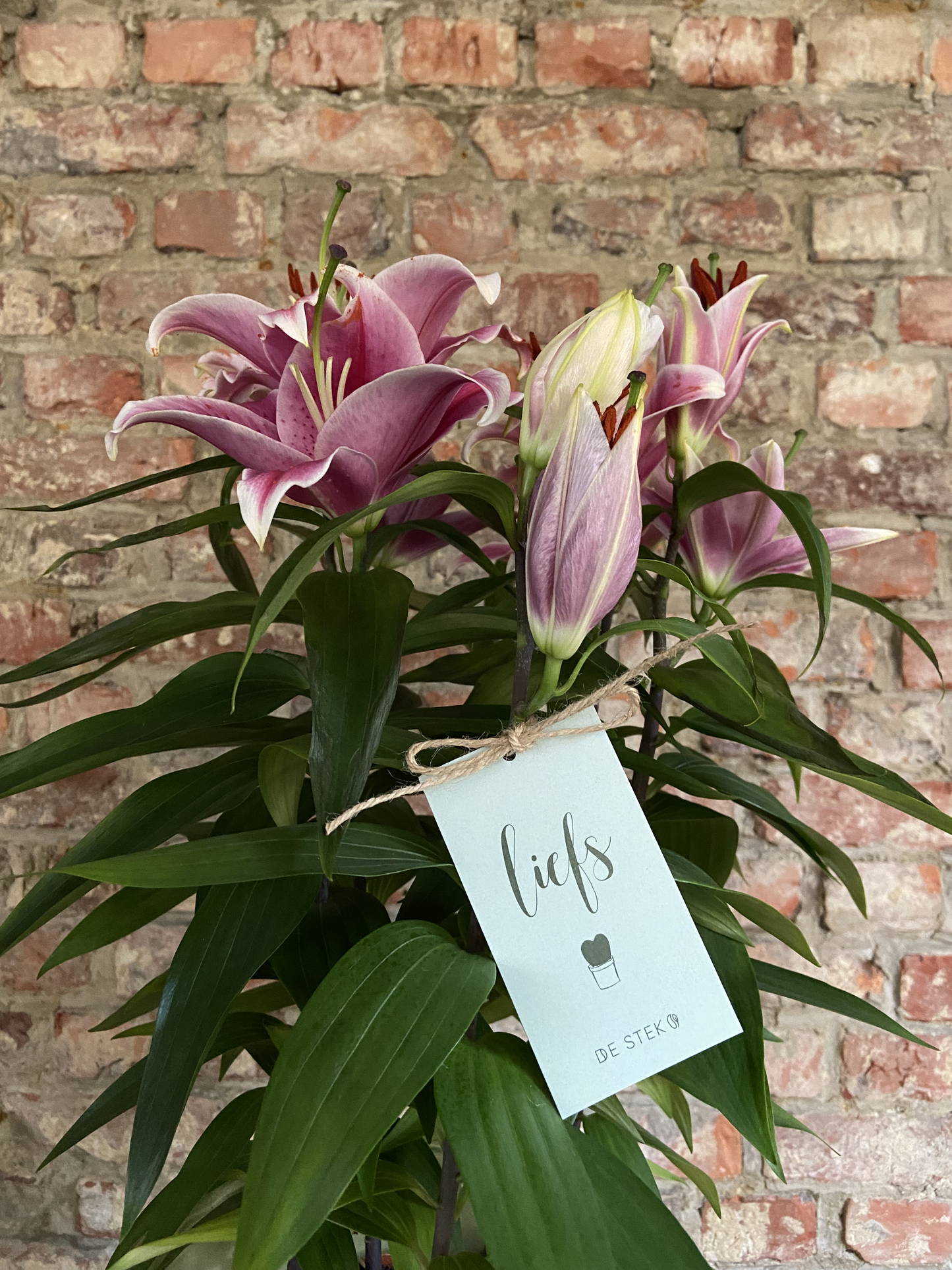 PAKKET - Lelie'fde van mijn leven