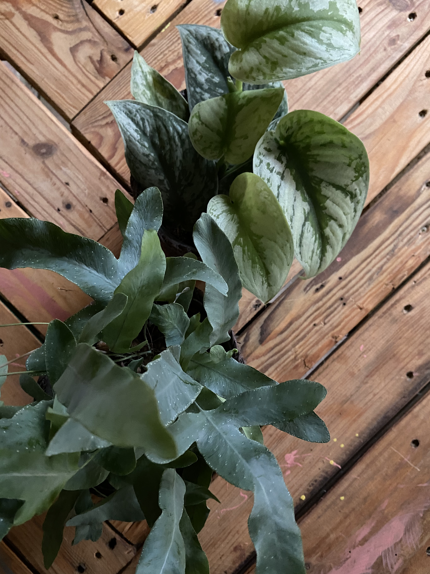 PAKKET - Kamerplanten pakket duo