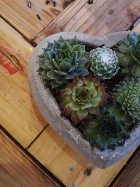 OUTDOOR - Sempervivum in hartvorm