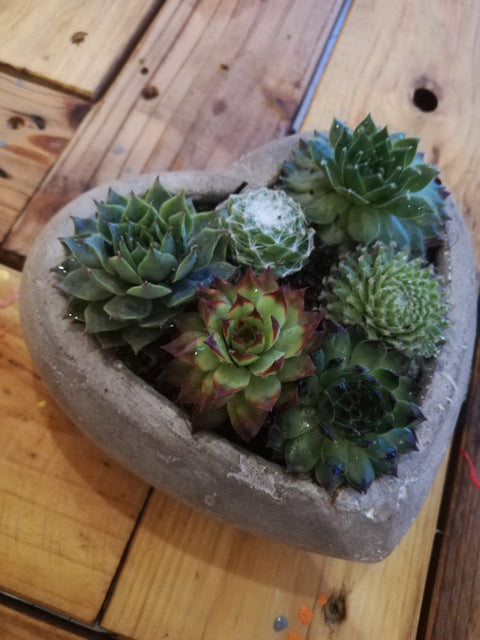 OUTDOOR - Sempervivum in hartvorm