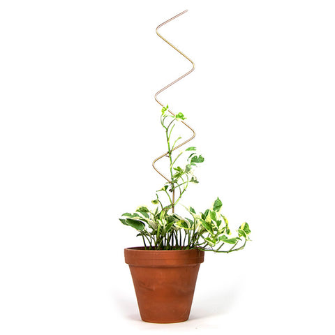 STEUN - Gouden plantensteun zigzag - Klimplantensteun
