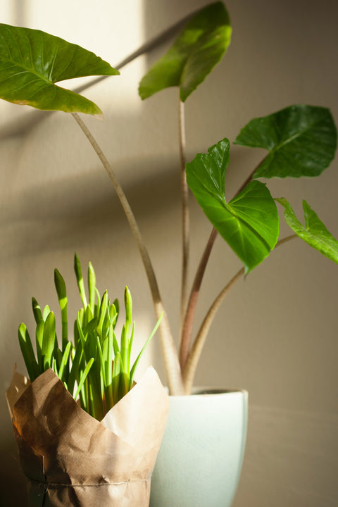 ABO - Plantenabonnement