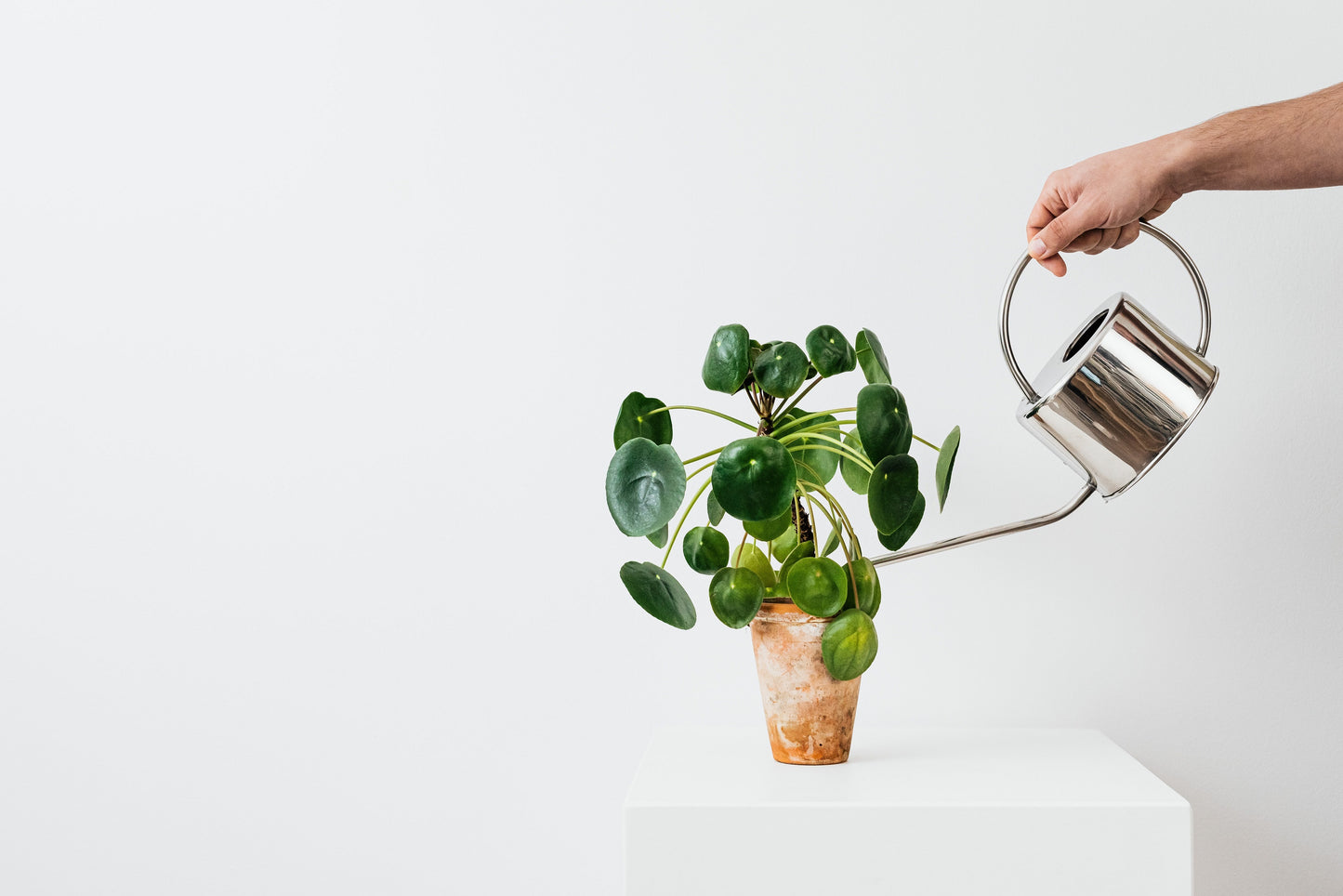 PAKKET - Kamerplanten tweedekans box