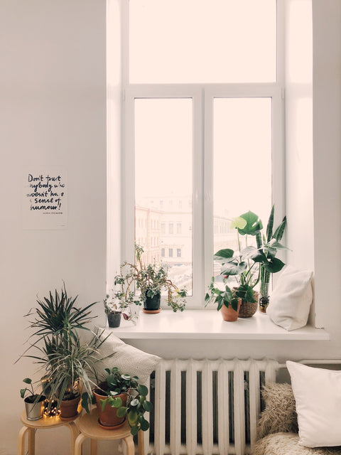 PAKKET - Kamerplanten kantoorbox XL