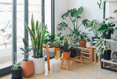 PAKKET - Kamerplanten kantoorbox XL
