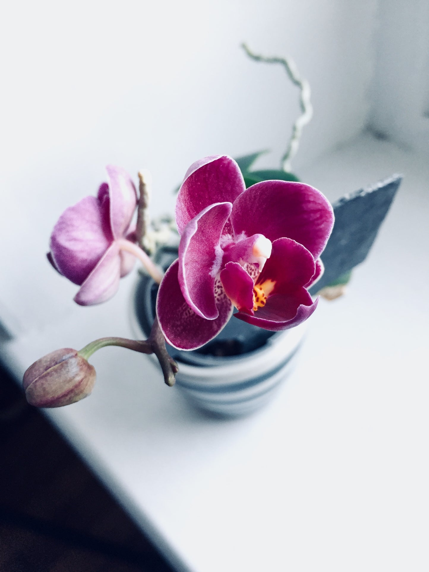 BODEM - Potgrond Orchideeën