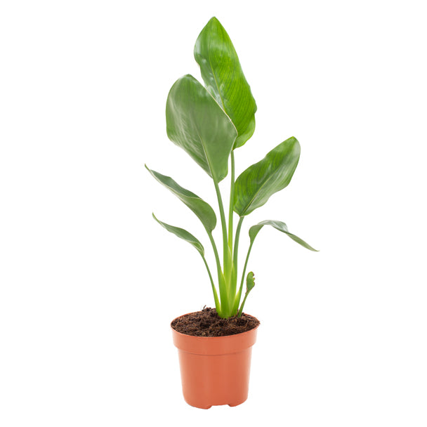 KAMERPLANT - Strelitzia Nicolai (paradijsvogel)