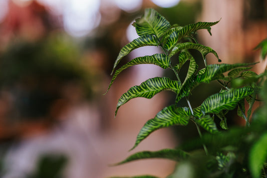 Herfst bij De Stek: Tijd om Jouw Planten Winterklaar te Maken!