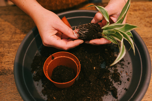 Hoe ga je aan de slag voor het stekken van je planten?