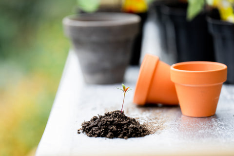 Koffieprut bij je planten: goed idee of toch niet?
