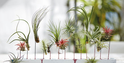 LUCHTPLANT - Tillandsia