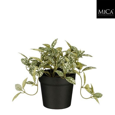 KUNSTPLANT - Fittonia in pot (groen bont)