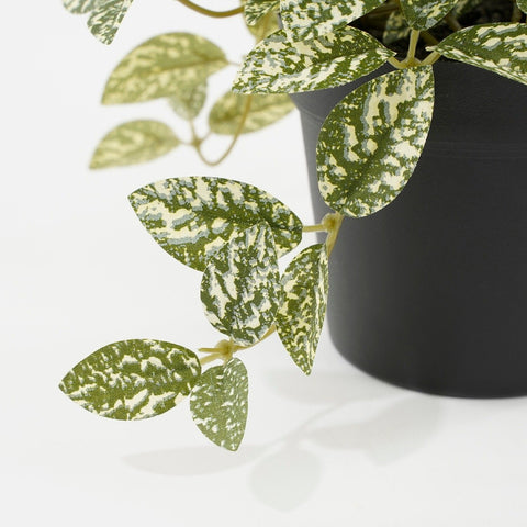 KUNSTPLANT - Fittonia in pot (groen bont)