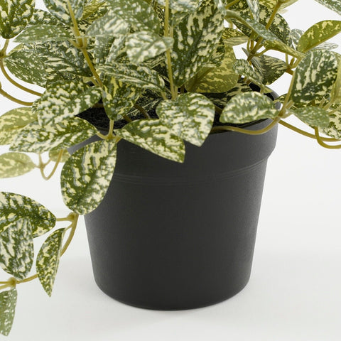 KUNSTPLANT - Fittonia in pot (groen bont)