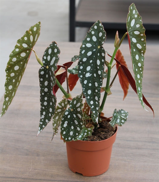 KAMERPLANT - Begonia Maculata (Stippenplant)