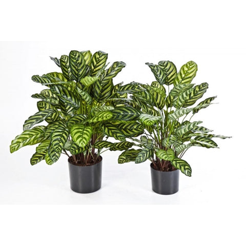 KUNSTPLANT - Green Calathea