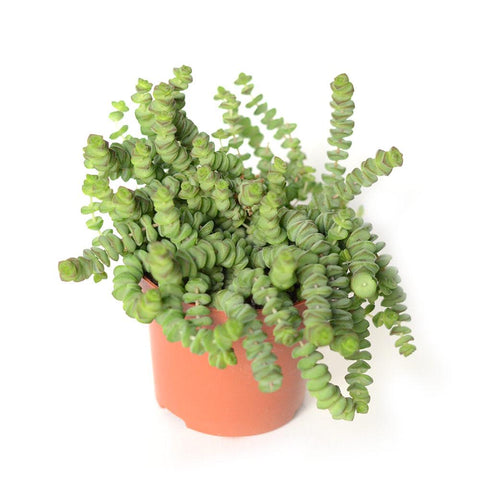 PAKKET - Kamerplantenset Double Espresso Special