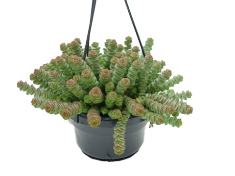 PAKKET - Kamerplantenset Double Espresso Special