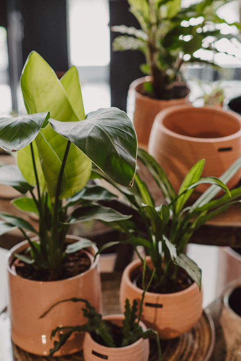 ABO - Plantenabonnement